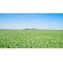 153.15 Acres m/l in Cherokee County, Iowa