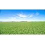 307.89 Acres & 11.78-acre Acreage in Buena Vista County, IA
