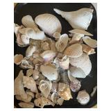 Coquiullages