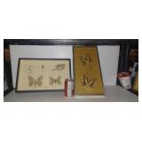 2 Cadres papillons naturalisés