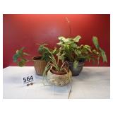 3 House Plants