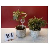 2 House Plants