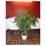 Large House Plant