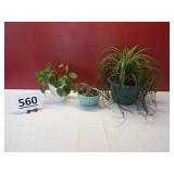 3 House Plants