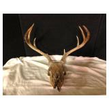 Deer Skull with Antlers - Natural Mount