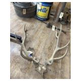 Elk Antlers