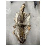 Raccoon Fur