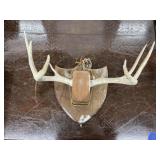 Mounted Deer Antlers