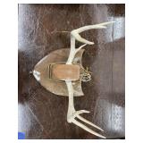 Mounted Deer Antlers