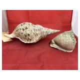 2 - Large Sea Shells
