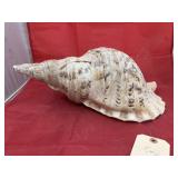 Large Sea Shell