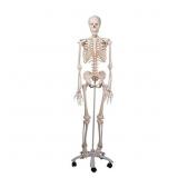 Medical Anatomical Human Skeleton Model, Approx 70
