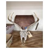 Mounted Deer Skull
