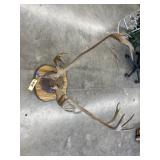 Caribou Horn Mount