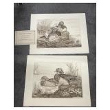 Matted Duck Pic Lmtd Ed