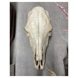 Animal Skull