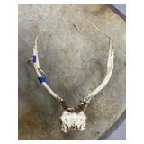 Antlers on Skull Piece