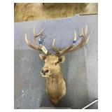 Elk Head w/Horns