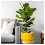 10 Inch Plant Pot - Ceramic Planter with D