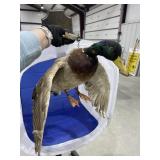 Wall Mount Mallard Duck - As Is