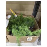 Duster - Ceramic Planter - Greenery - Spoon Rest