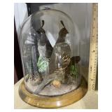 Birds in Glass display