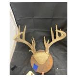 Mounted Deer Horns