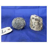 2 Pcs - Arizona Petrified Wood