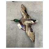 Mounted Duck