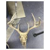 Dear Head w/Antlers