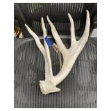 Antler
