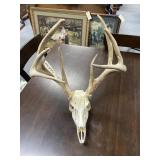 Deer Head w/Antlers