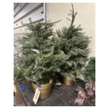 2 Pcs - Christmas Trees in Pots