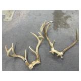 2 Pc - Antlers