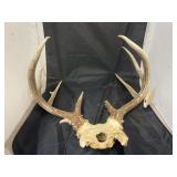 Deer Antler