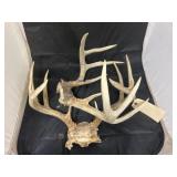 2 Pcs - Deer Antlers