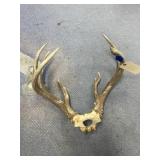Deer Antlers