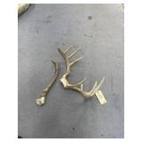 2 Pc - Antlers