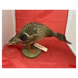 Stuffed Duck