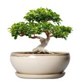 12' Bonsai Pot, Shallow Planter With Drainage Hol