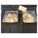2 containers of shells
