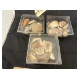 3 containers of shells