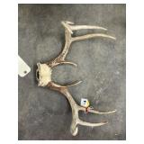 Deer Antlers