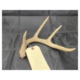 Deer Antler