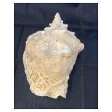 conch shell