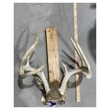 Mounted Deer Antlers