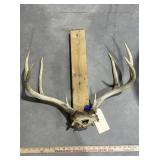 Mounted Deer Antlers