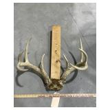 Mounted Deer Antlers