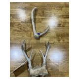 2 Pcs - Deer Antlers