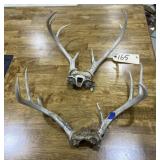 2 Pcs - Deer Antlers
